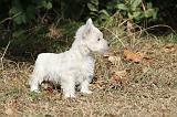WESTIE 123